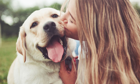 Young woman kissing a happy golden lab.