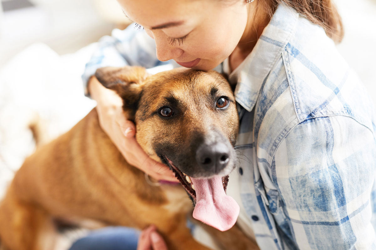 medium sized brown dog standing in woman's lap