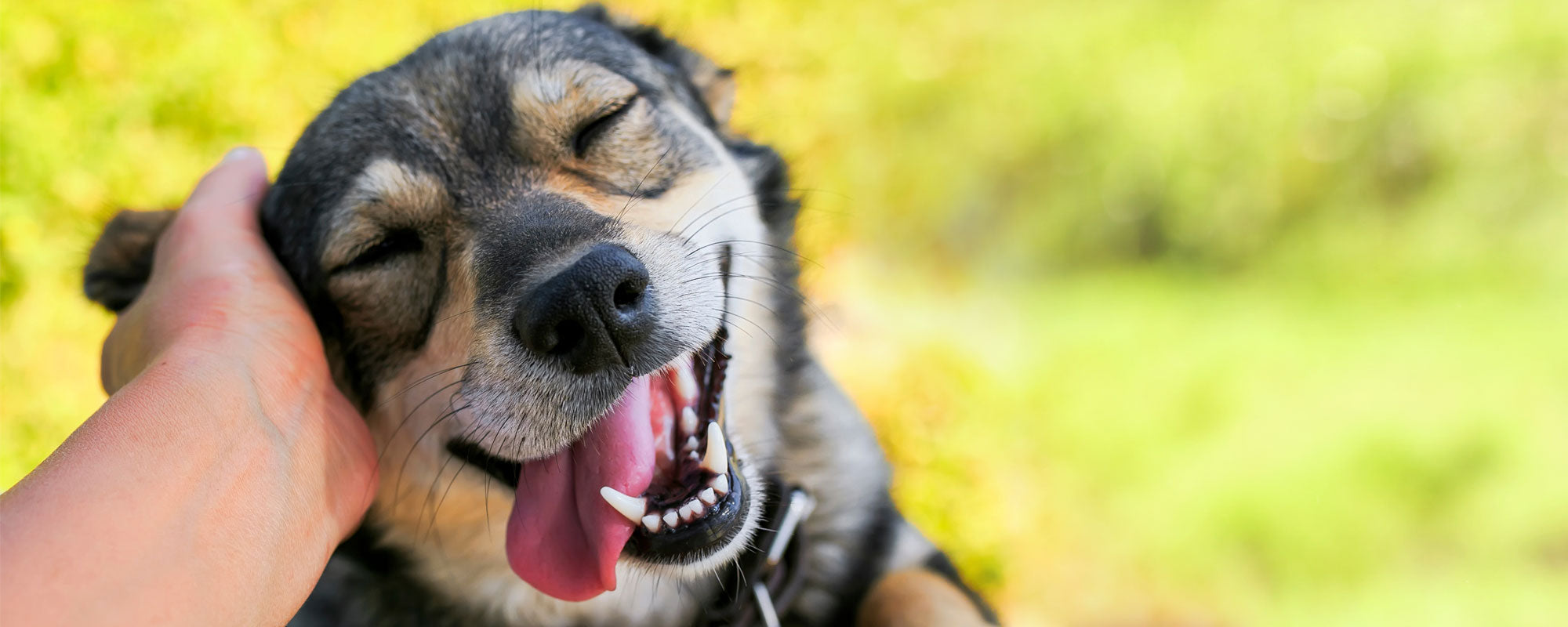 dog getting ear scratched by hand