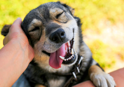 Happy dog getting some pets.