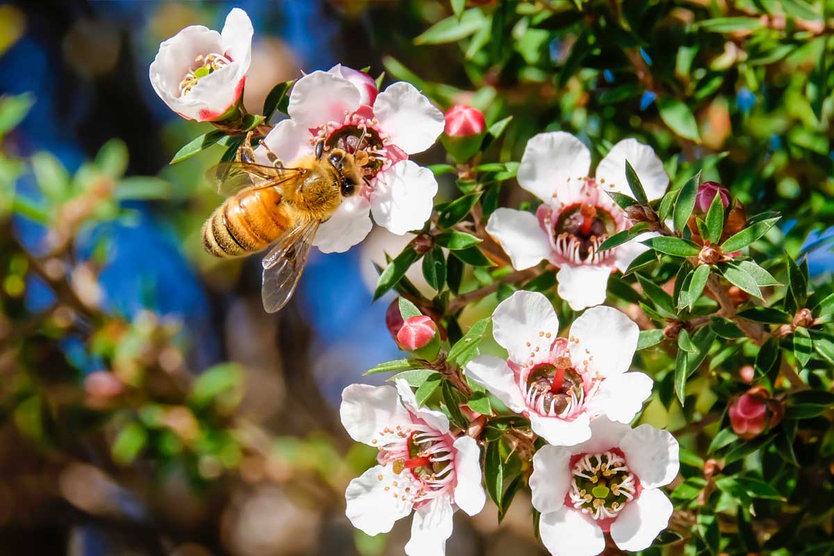 honey bee at manuka bush