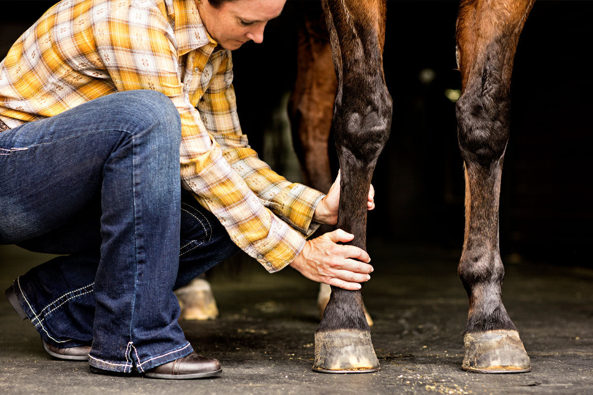 kneeling man holding horse front leg